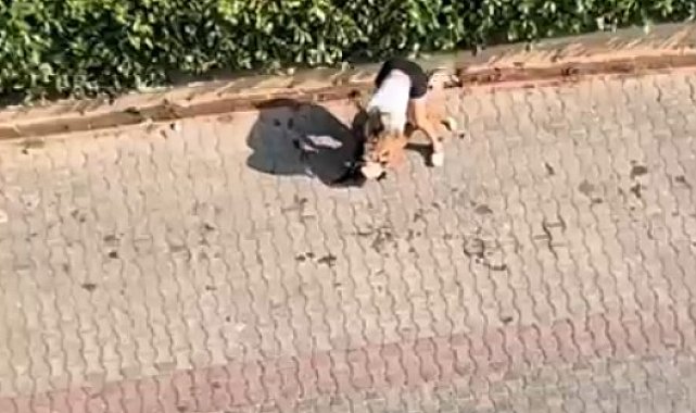 Ağızlıksız gezdirilen pitbull, kediyi öldürdü; sahibi, 'polisi aramayın' dedi