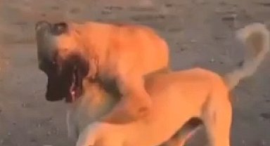Aksaray'da köpek dövüştüren 3 kişiye 39 bin lira ceza