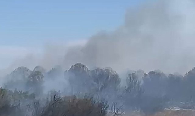 Anız yangınında alevler, ağaçlık alana sıçradı