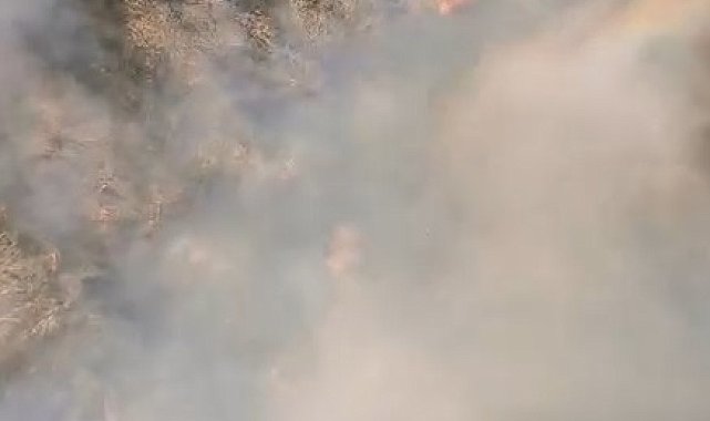 Anız yangınında alevler, ağaçlık alana sıçradı