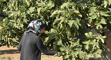 Bardacık inciri Torbalı'da toplanmaya başladı