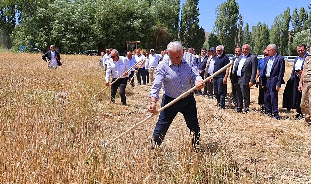 Binali Yıldırım, geleneksel 'Harman Şenliği'nde tırpanla ekin biçti