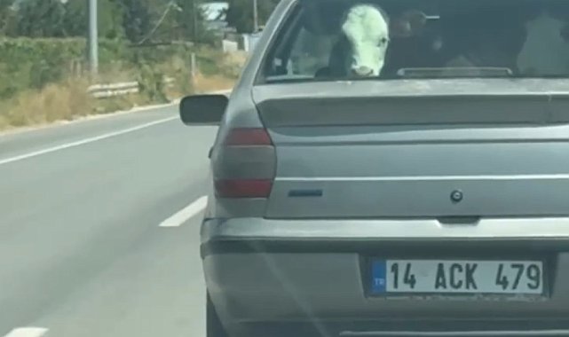Buzağıyı otomobilin arka koltuğunda taşıdılar