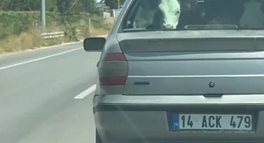 Buzağıyı otomobilin arka koltuğunda taşıdılar