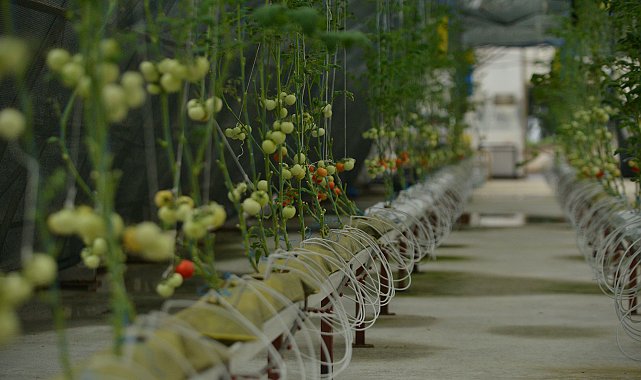 Çay atığı dövize dönüşecek; 'çaykopit'le üretimde ilk mahsuller alındı