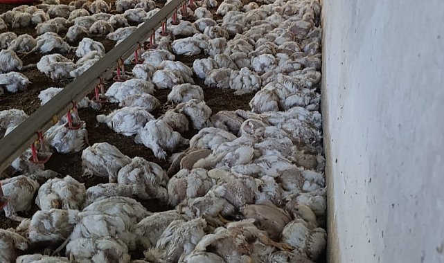 Çiftliğin havalandırması arızalanınca 4 bin tavuk öldü