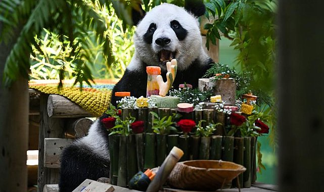 Çin'de dev panda Xing Mei'nin 15'inci doğum günü kutlandı