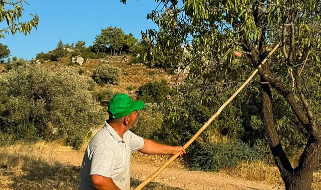 Datça'da badem hasadı başladı