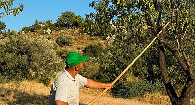 Datça'da badem hasadı başladı