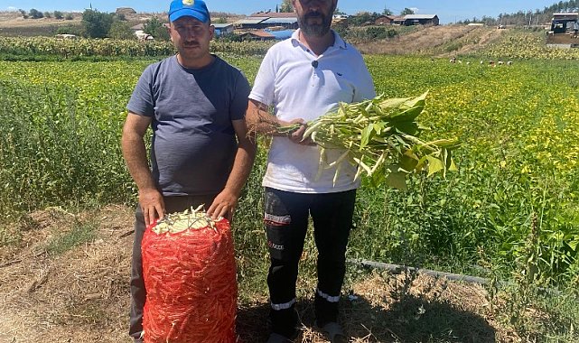 Deneme amaçlı ektikleri şeker fasulyesi üretimi 5 yılda bin dönüme ulaştı