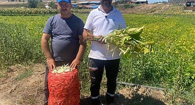 Deneme amaçlı ektikleri şeker fasulyesi üretimi 5 yılda bin dönüme ulaştı