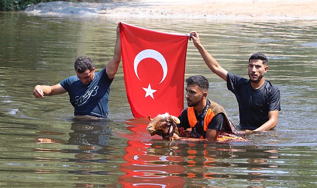 Denizli'de 8 asırlık gelenek; koyunlarını nehirden geçirdiler
