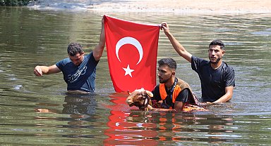 Denizli'de 8 asırlık gelenek; koyunlarını nehirden geçirdiler