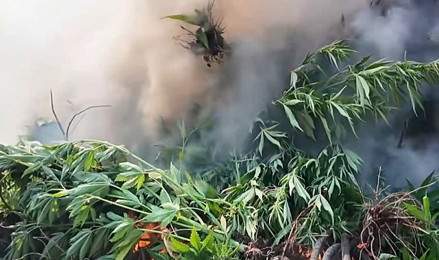 Diyarbakır'da 247 bin kök kenevir ele geçirildi; 17 gözaltı