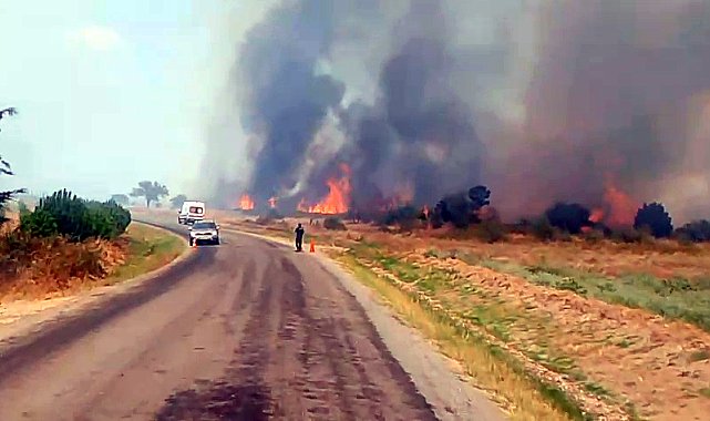 Edirne'de anız yangını ormana sıçradı; havadan ve karadan müdahale sürüyor