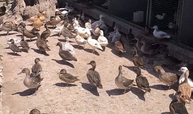 Edirne'de çiftlikte yabani 257 kanatlı kuş ele geçirildi
