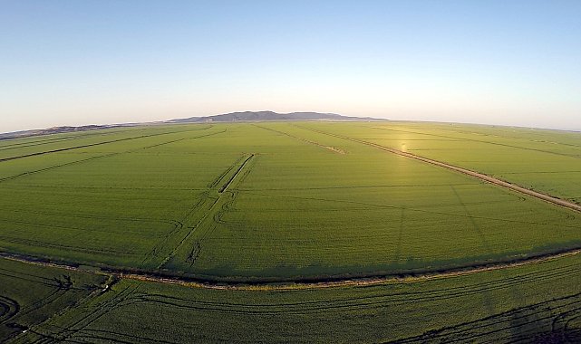 Edirne'de son 2 yıl kuraklık nedeniyle düşen çeltik ekim alanı, bu yıl 500 bin dekara çıktı