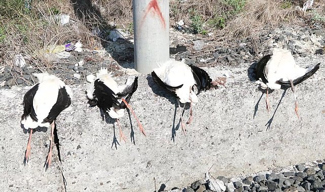 Göç yolunda akıma kapılan 52 leylek öldü