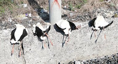 Göç yolunda akıma kapılan 52 leylek öldü