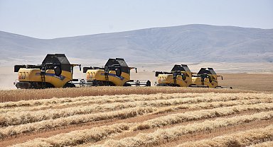 Hasada başlayan Ulaş TİGEM'de tritikale üretiminde rekor beklentisi