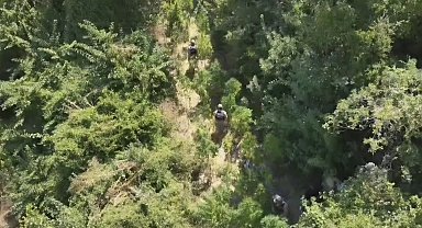 Hatay'da 915 kök kenevir ve 39,5 kilo esrar ele geçirildi