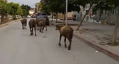Hatay'da başıboş anguslar yola çıktı; görenler şaşırdı