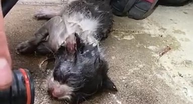 İtfaiye erlerinden, alevlerin arasından kurtardıkları kediye oksijen tedavisi