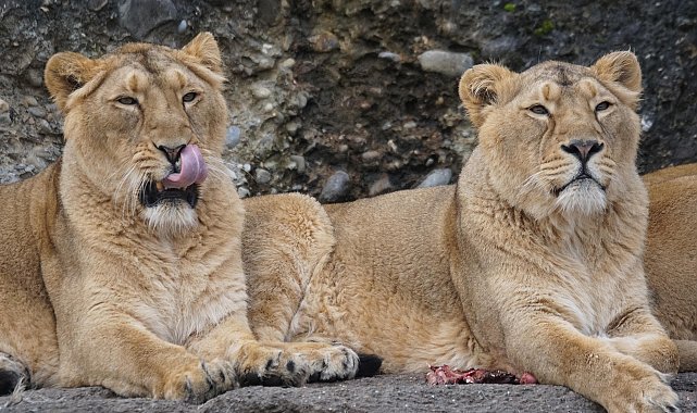 Japonya'da aşırı sıcaklar nedeniyle 3 aslan öldü