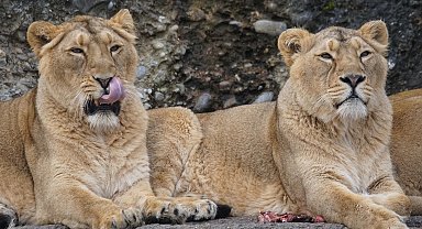Japonya'da aşırı sıcaklar nedeniyle 3 aslan öldü