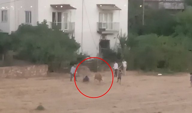 Kaçan inek sahibini yere düşürdü; o anlar kamerada