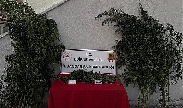 Kamu arazisinde Hint keneviri yetiştiren şüpheli tutuklandı