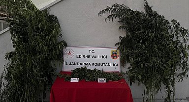 Kamu arazisinde Hint keneviri yetiştiren şüpheli tutuklandı