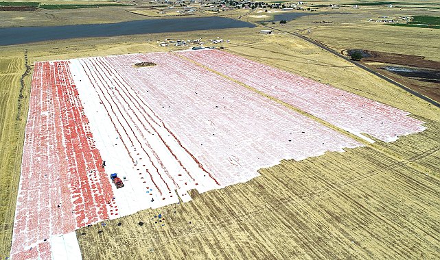 Karacadağ'ın domatesleri dünya sofralarına lezzet katıyor