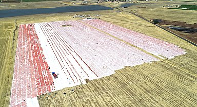 Karacadağ'ın domatesleri dünya sofralarına lezzet katıyor