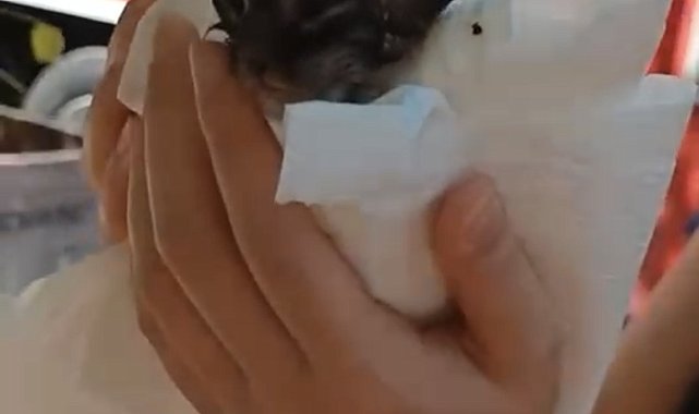 Kartal'da yangında mahsur kalan kediyi itfaiye kurtardı