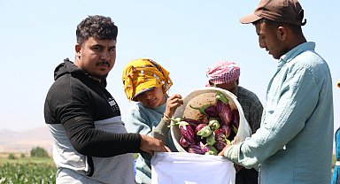 Kayseri'nin coğrafi işaretli Yamula patlıcanında hasat başladı