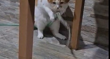 Kedi 'Balım', patisiyle hortumu kaldırıp su içti