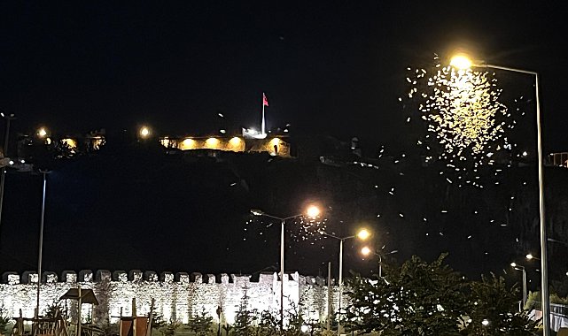 Kelebeklerin 'ölüm dansı' sürüyor