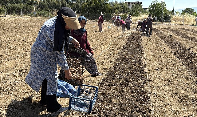 Kilosu 650 bin TL'den satılan safran toprakla buluştu
