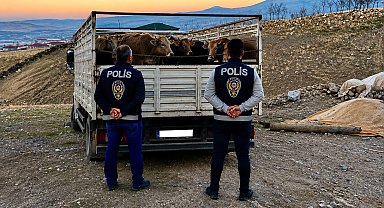 Kırşehir'de mandıradan 10 büyükbaş çalan şüpheli tutuklandı