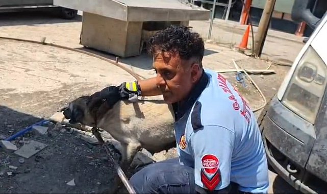 Konteynerin altında mahsur kalan köpek ile 7 yavrusu kurtarıldı