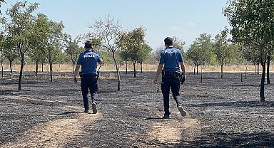 Konya'da ağaçlık alan yandı