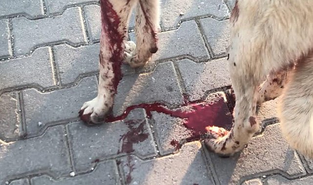 Köpeği yaralayıp, yavrusunu öldüren şüpheliye ev hapsi
