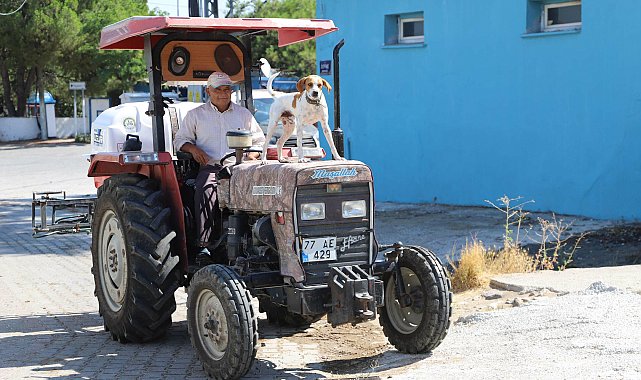 Köpek Benekli, kendisini sahiplenen çiftçinin 'yol arkadaşı' oldu