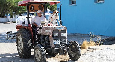 Köpek Benekli, kendisini sahiplenen çiftçinin 'yol arkadaşı' oldu