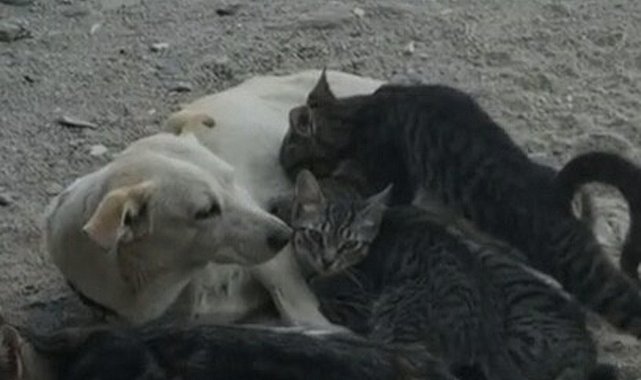 Köpek, kedi yavrularını emzirirken görüntülendi