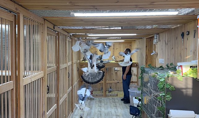 Kuş tutkunu, kümeste 'servet' besliyor