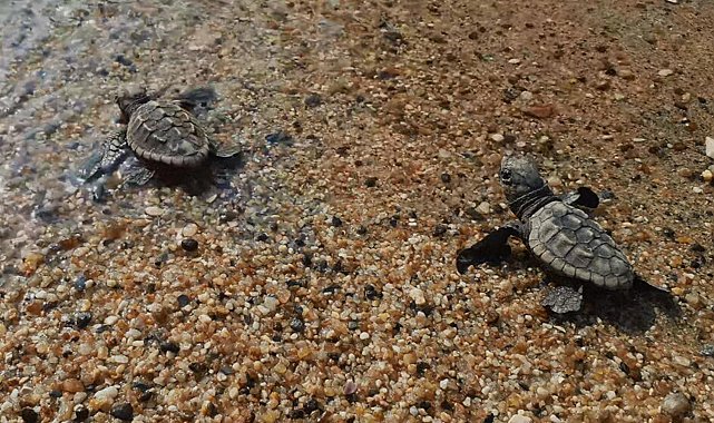 Kuşadası'nda caretta caretta yavruları denizle buluştu