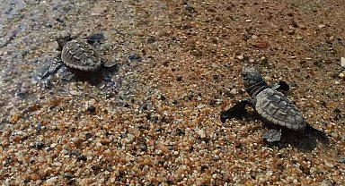 Kuşadası'nda caretta caretta yavruları denizle buluştu