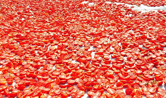Manisa'da kurutulan domatesler 91 ülkenin sofralarına gidiyor